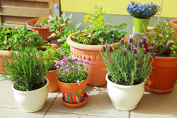 Image showing Terrace or roof gardening