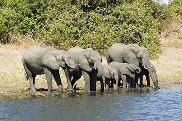 Image showing Elephants drinking