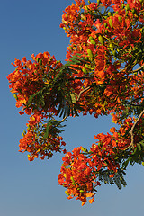 Image showing Flowers of Israel - Delonix regia