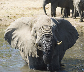 Image showing Elephant bathing