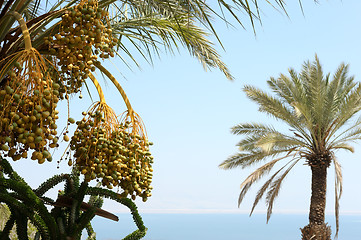 Image showing Oasis on the shore of the Dead Sea