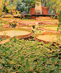 Image showing Plants in a glasshouse
