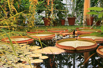 Image showing Waterplants in a greenhouse