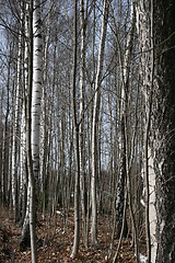 Image showing Birches in spring