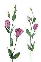 Image showing Beautiful pink flowers