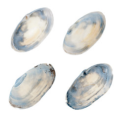 Image showing Clam shells