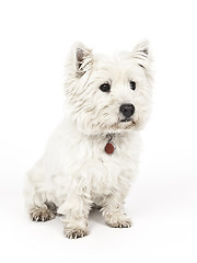 Image showing white Terrier