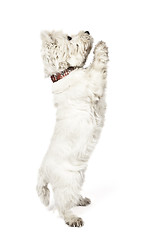Image showing white Terrier