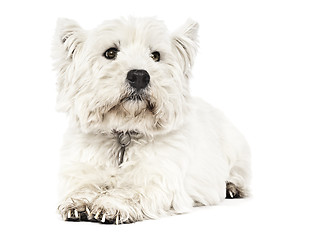 Image showing white Terrier