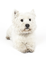 Image showing white Terrier