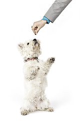 Image showing white Terrier
