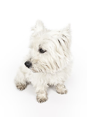 Image showing white Terrier