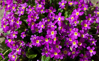 Image showing pink flowers for natural background