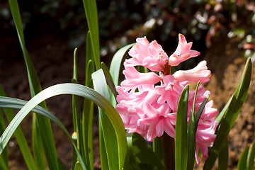 Image showing pink hyacinth