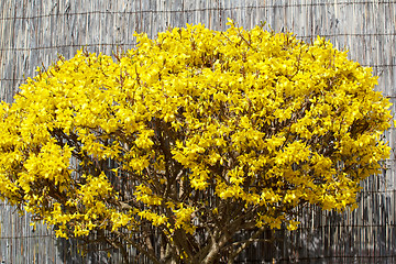 Image showing Forsythia