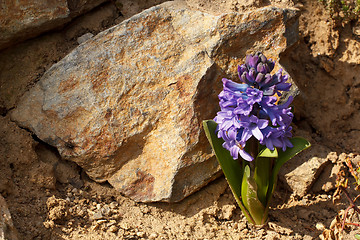 Image showing blue hyacinth flower