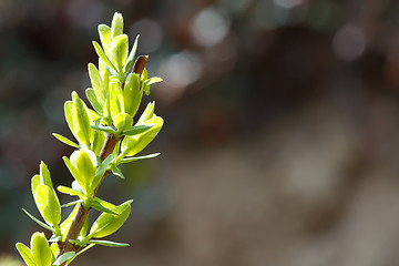 Image showing Spring still life with a green twig