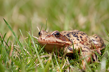 Image showing brown frog Rana temporaria