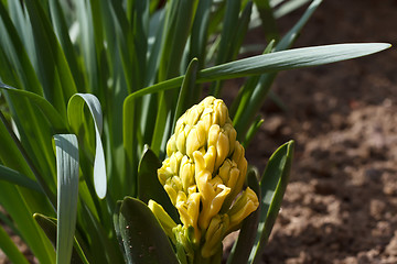 Image showing not opened blow of hyacinth flower