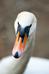 Image showing Closeup of a swan