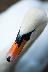 Image showing Closeup of a swan