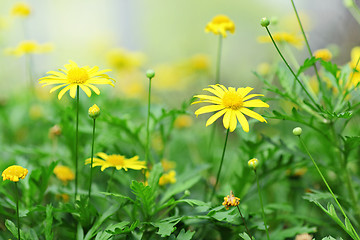 Image showing yellow flower