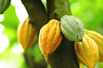 Image showing Cocoa pods