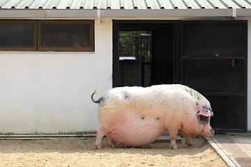 Image showing pig