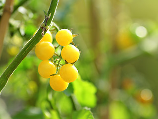 Image showing white tomato