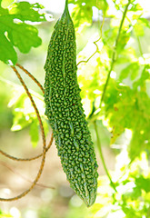 Image showing bitter melon on vine