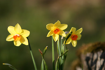Image showing daffodil flowers