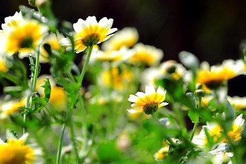 Image showing white flower