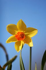 Image showing single daffodil