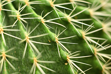 Image showing cactus close up