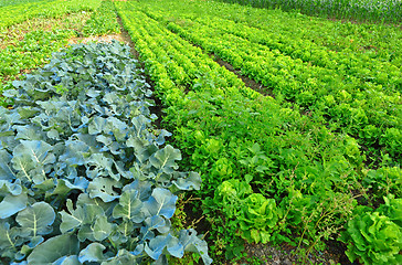 Image showing Cultivated land