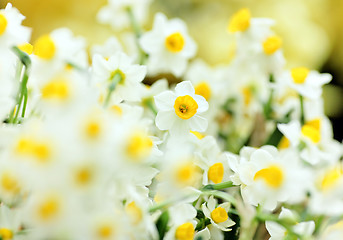 Image showing narcissus flowers