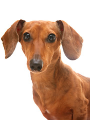 Image showing dachshund