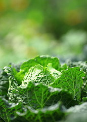 Image showing vegetable in field