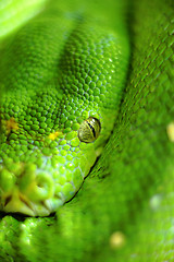 Image showing green snake