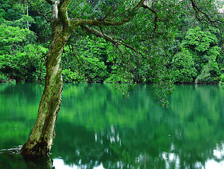 Image showing tree on water