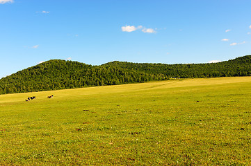 Image showing Grassland