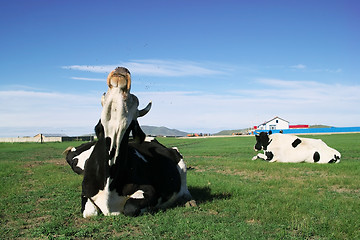 Image showing Cow driving off flies