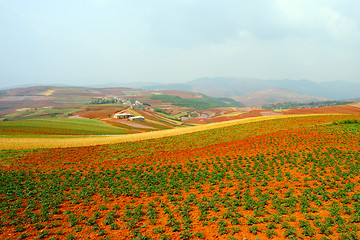 Image showing Field landscape