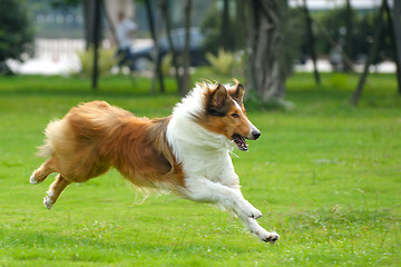 Image showing Dog running