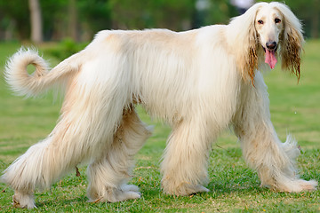 Image showing Afghan hound dog walking