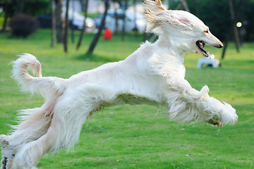 Image showing Afghan hound dog running