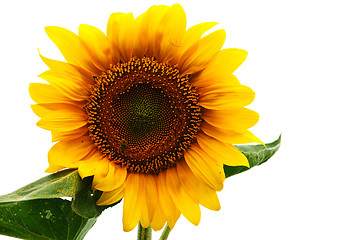 Image showing Sunflower against white background