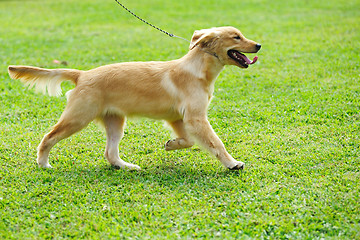 Image showing Little golden retriever dog running on the lawn