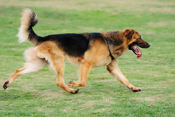 Image showing Dog running