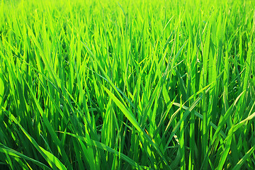 Image showing Green seedlings of cereal crops